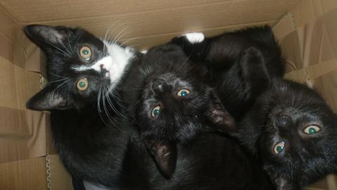 Black and white kittens in a box, all staring up at the camera