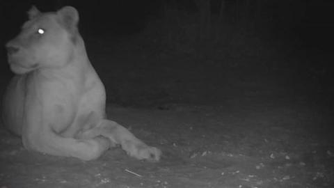 A female lion in Chad's Oura National Park