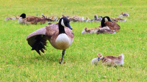 A gaggle of Canadian Geese. The geese include three adult geese and several goose chicks.
