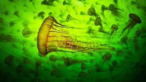 Pacific sea nettles