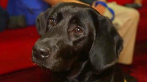 A black guide dog puppy in training sat in a theatre auditorium