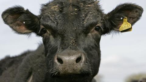 A Pedigree Aberdeen Angus is seen on Pyegreave Farm, Langley, Cheshire, on May 3rd, 2006