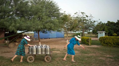 Mennonite women transporting milk