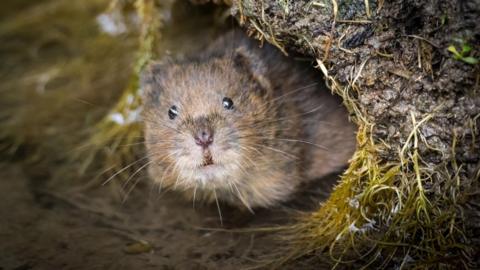 A water vole in a moss-lined burrow.