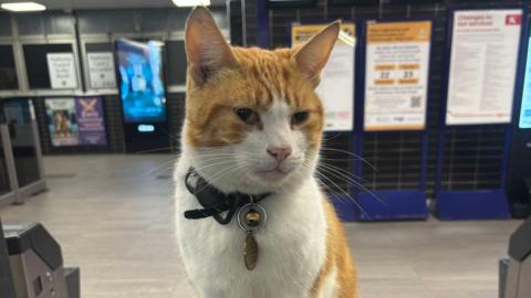 A ginger and white cat, sitting on top of a ticket gate in a railway station, with a collar and bell around her neck. Signs can be seen behind her. 