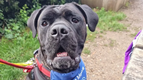 A large black dog looking into the camera. She is sat on a gravel path