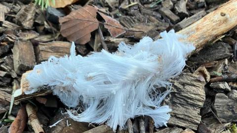 Hair ice is attached to a stick lying on a bed of leaves. It stretches out in strands and looks like thick white hair.