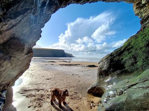 Brown dog on a beach near a cave with partly blue sky above 