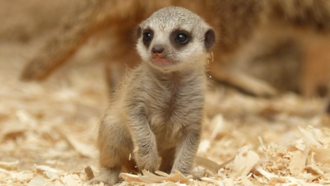 Close-up shot of a baby meerkat.
