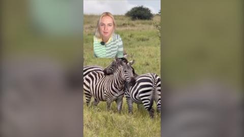 A woman with blonde hair in a green and white top, superimposed over a picture of zebras on the savannah