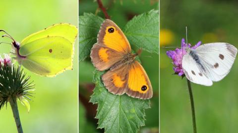 A composite of three pictures of butterflies in the UK