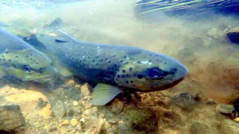 Wild brown trout spawning