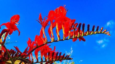 A red flower in St Leonards, East Sussex.