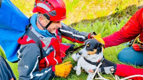 rescued dog