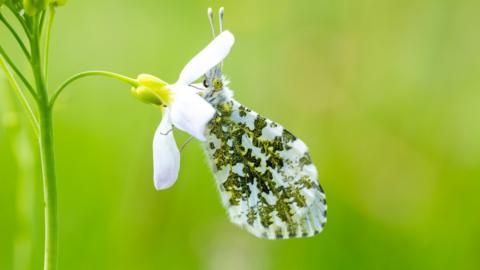 WEDNESDAY - Oranege-tip butterfly