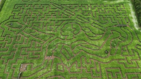 A view of the maze from above