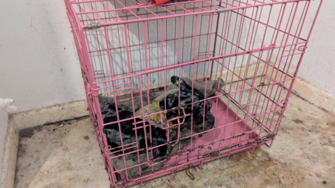 A small dog inside a small pink cage on a dirty floor