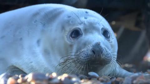 Close up of grey seal