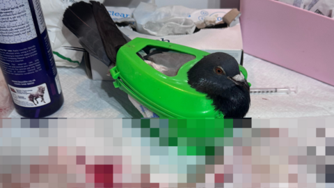 A pigeon in a green pigeon holder - the bottom half of the photo is pixelated due to its graphic nature