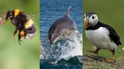 A bumblebee, dolphin and puffin.