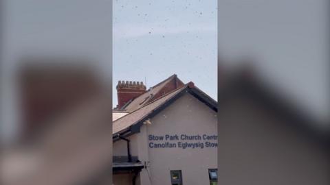 Swarm of bees outside a cream building. 