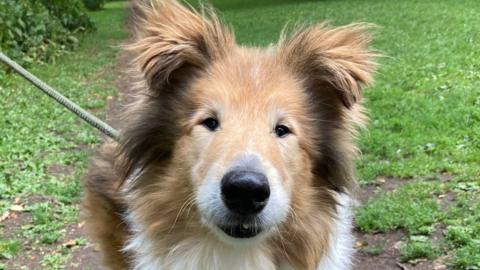 Seb the Collie nursed back to health