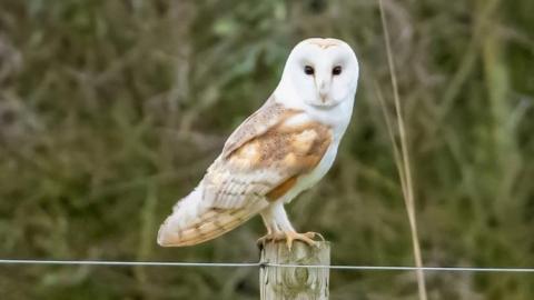 Barn owl with a white, heart-shaped head and brown and white plumage, standing on a fence post