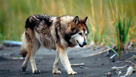 Wolf dog on the Prowl, Alaska, Hybridization in the wild usually occurs near human habitations where wolf density is low and dogs are common.