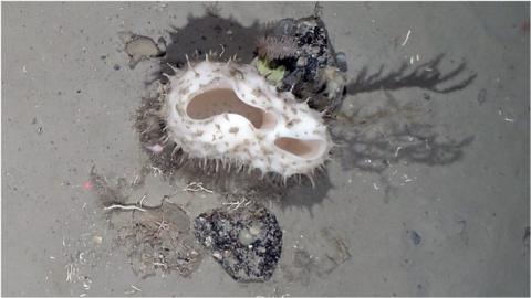 Weddell seafloor