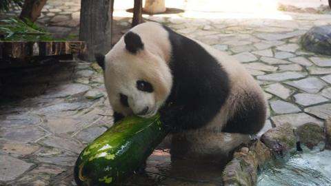 A pnda cuddles a winter melon at a zoo in China. 