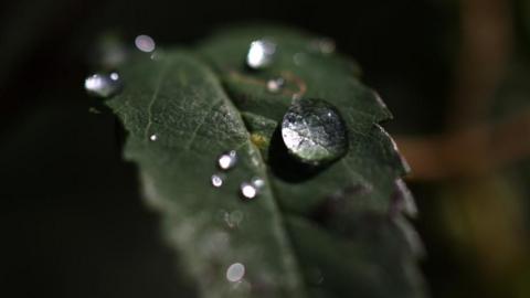 Drops of water on a green leaf