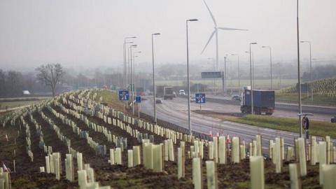 Tree planting on the embankment of a dual carriageway road. The saplings are protected by green plastic tubing. End of motorway signage is visible on a sliproad, with lorries and cars on the dual carriageway itself.