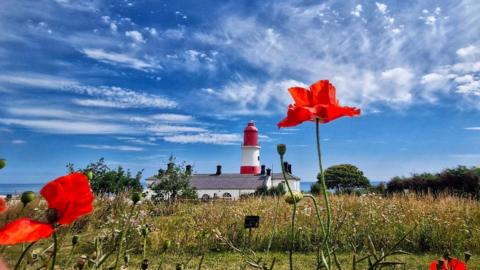 Red poppies in grass with a red and white lighthouse, and blue sky with some clouds behind 