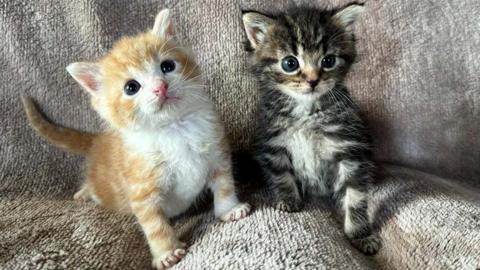 Bramble and Bracken the kittens