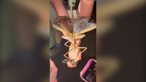 A large brown stick insect with flared wings in a man's hand