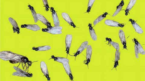 Black Garden Ants swarming in UK