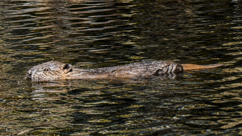 The kit is partially submerged in water as it swims in a loch. The beaver is brown in colour with a black nose and black eyes. There are ripples on the water's surface.