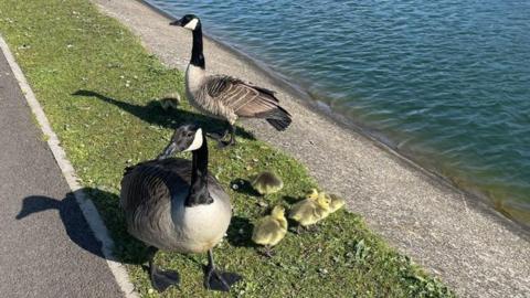 Geese at Fairhaven Lake