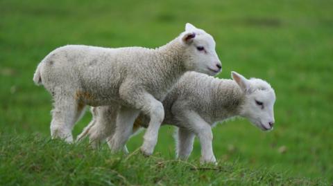 A close-up of two lambs side by side in a field