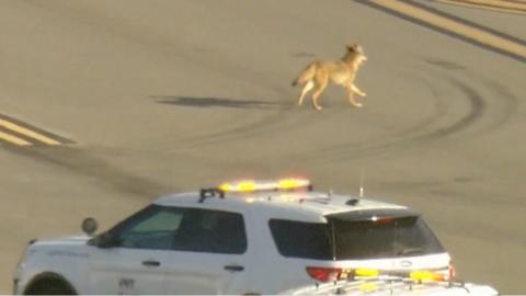 Coyote on airport tarmac