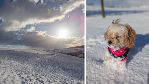 Snow on a hill on the left and a puppy in a pink jumper in the snow on the right.