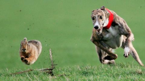 A brown hare running away from a greyhound type dog with teeth bared and a red collar