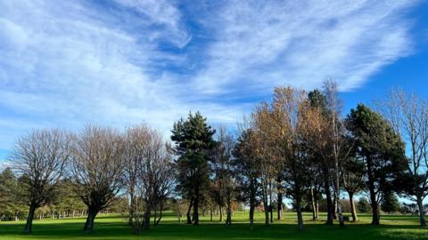 Tall trees in a field of green grass under blue sky with wispy clouds