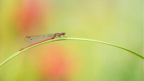 A long, thin red dragonfly perched on a horizontally curved blade of grass. It's body is red with a bit of yellow and its wings translucent with a black grid pattern. The background is out of focus and green with two large circles of red. 