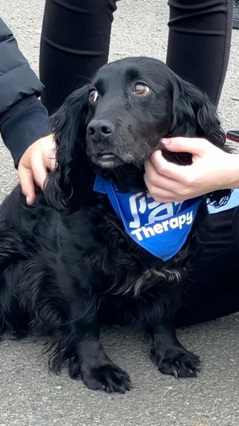 A black, long-haired spaniel sitting on a pavement wearing a bright blue “Therapy” vest, looking up with wide eyes while two people gently hold and pet its head.