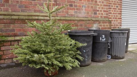 A Christmas tree sits on the pavement next to four black dustbins in front of a red brick building.