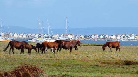 Several brown horses are on a patch of grass with a beach scene in the background. Beach huts line the shore and boats can be seen in the water. Some of the horses are eating.