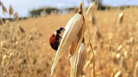 A ladybird, seen from the side, on an ear of corn in a field of corn, the yellow stalks highlighting its red and black body.