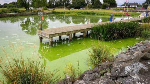 Blue-green algae infested water is pictured in Battery Harbour on the shores of Lough Neagh, in Northern Ireland, on August 22, 2025.