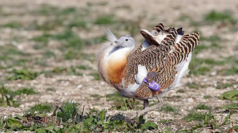 A great bustard on grassland. It is a very large, beautiful bird with striped black and brown wing feathers, a russet-coloured chest, grey head and white bottom. It has a purple tag with the no 5 on